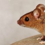 Useful Baiting Tips For Mice
