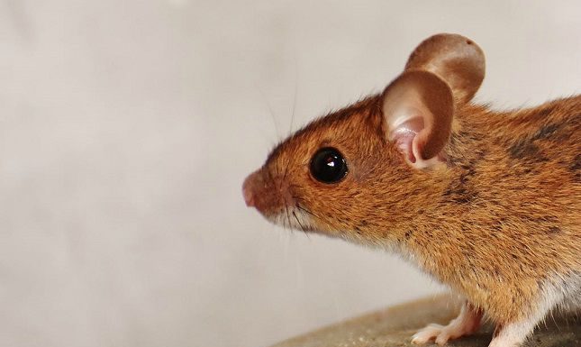 Useful Baiting Tips For Mice