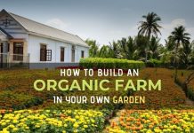 How to Build an Organic Farm in your Garden