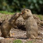 Top 7 Pests Invading Baton Rouge