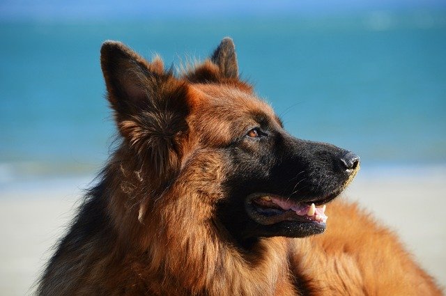 Most Beautiful Dog Breeds Bernese Mountain Dog