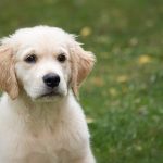 Most Beautiful Dog Breed ,Golden Retriever, England