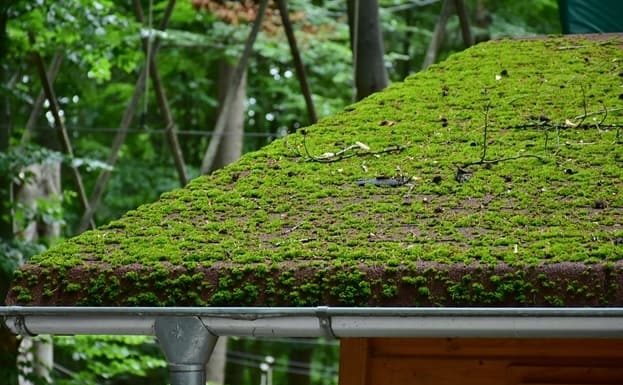 5 Reasons to Clean Your Gutters