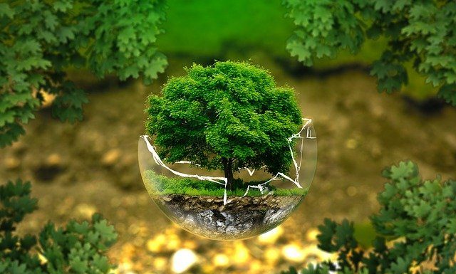 How to Save a Dying Tree How to Save a Dying Tree