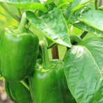 How to Plant Bell Peppers at Home (2)