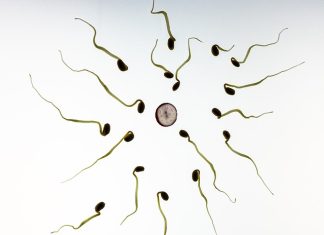 What is In Vitro Fertilization?