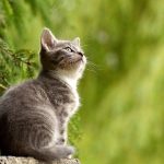 Why You Should Consider Getting a Cat