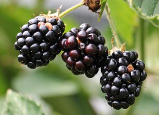 How to Plant, Grow & Harvest Blackberries How to Plant, Grow & Harvest Blackberries