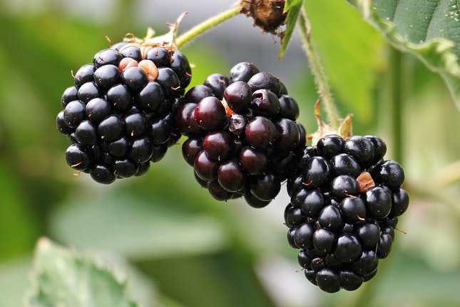How to Plant, Grow & Harvest Blackberries