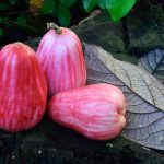 Facts and Benefits of Rose Apples (1)