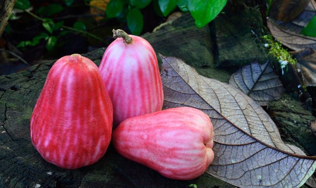 Facts and Benefits of Rose Apples