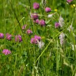 Do Red Clover Supplements For Menopause Really Work