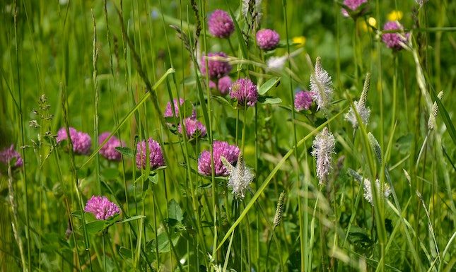 Do Red Clover Supplements For Menopause Really Work?