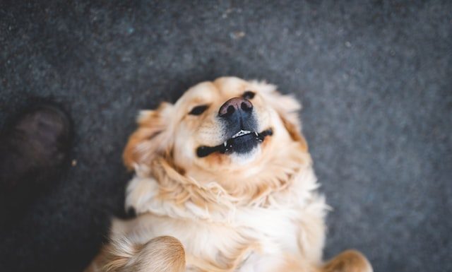 Top 5 Pet-Friendly Home Features A happy dog thanks to pet-friendly home features in its house