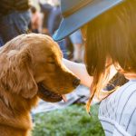 Top 5 Pet-Friendly Home Features (4)