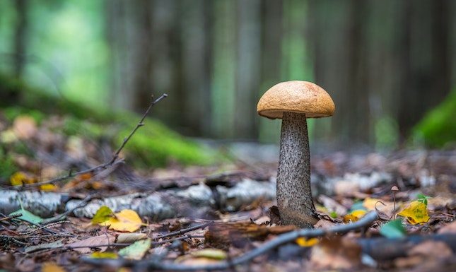 Debunking 7 Myths About Magic Mushroom