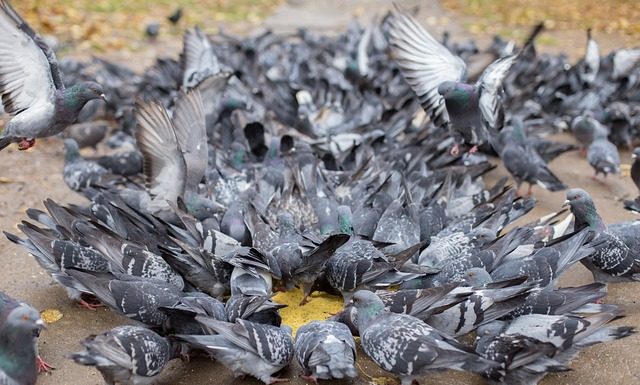 The Ultimate Guide to Effective Pest Control: Tackling Pigeon Problems
