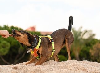 Seeking Justice: What to Do If You’re Bitten by a Stranger’s Dog