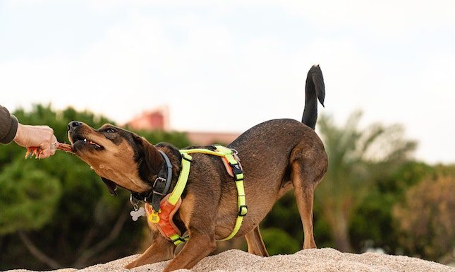 Seeking Justice: What to Do If You’re Bitten by a Stranger’s Dog