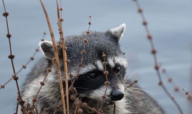 Proactive Measures: Preventing Wildlife Intrusions in Urban Areas