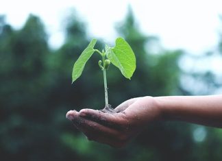 How To Plant A Tree In Memory: A Comprehensive Guide