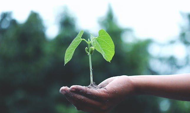 How To Plant A Tree In Memory: A Comprehensive Guide