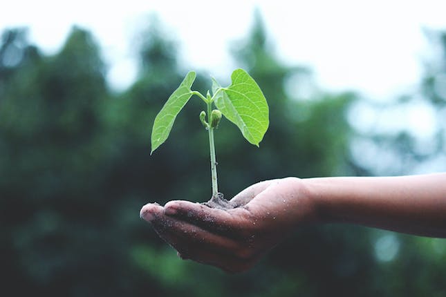 How To Plant A Tree In Memory A Comprehensive Guide