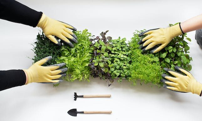 How To Start A Microgreens Business: Key Considerations