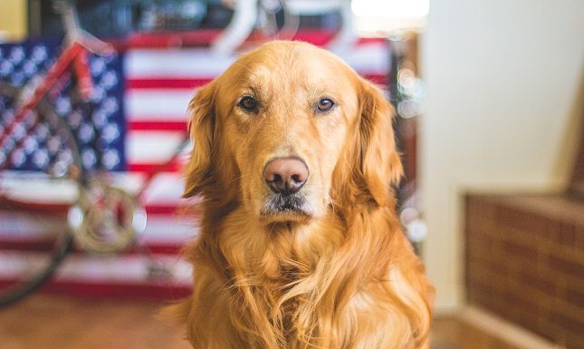 Understanding Your Canine’s Nutritional Needs