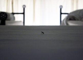 House Dust Mites, An Invisible Health Hazard
