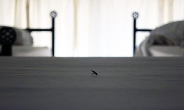 House Dust Mites, An Invisible Health Hazard