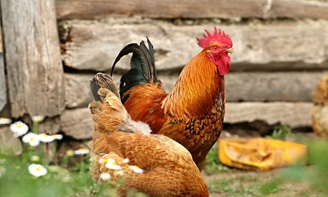 Why Raising Chickens is a Memorable Experience for Kids rooster and hen in peaceful farm setting