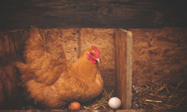 Lash Eggs vs. Normal Eggs: How to Tell the Difference