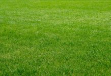 How to Revive Worn-Out Grass and Bring Your Lawn Back to Life