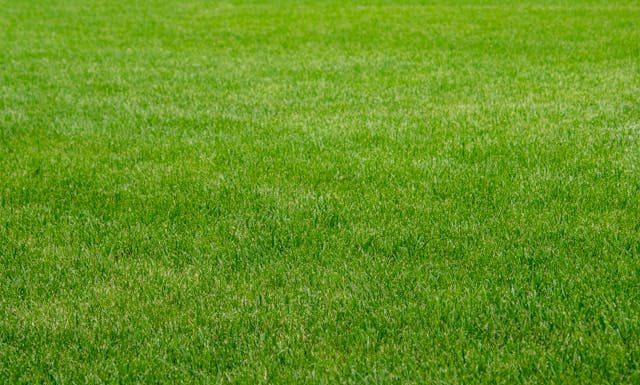 How to Revive Worn-Out Grass and Bring Your Lawn Back to Life