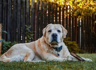 The Ultimate Guide to Creating a Pet-Friendly Backyard