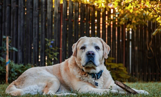 The Ultimate Guide to Creating a Pet-Friendly Backyard