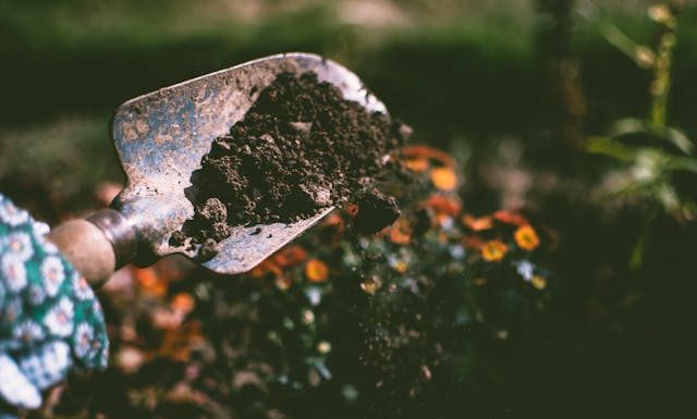How to Keep Your Garden Thriving Without Letting Pests Take Over