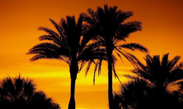 The Ultimate Guide to Your Perfect Pigeon Forge Vacation with Kids