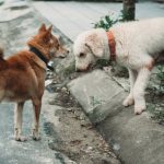 Flea Collar for Dogs