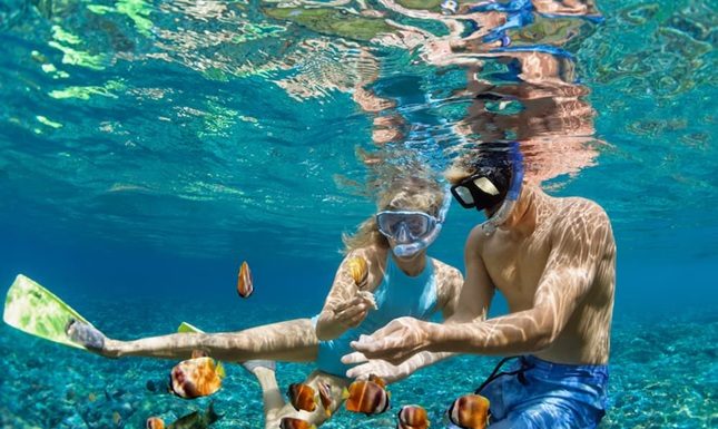 Top Marine Life You’ll See on a Snorkeling Tour in Kauai