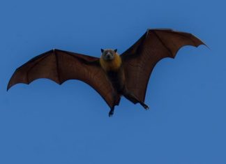 Why Are There Bats in My House All of a Sudden?