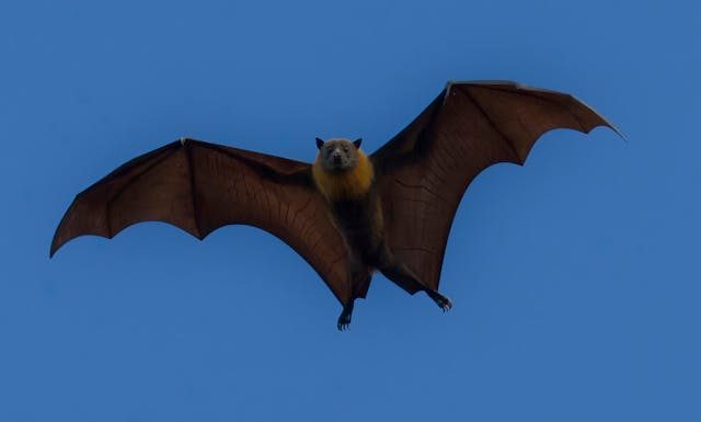 Why Are There Bats in My House All of a Sudden?