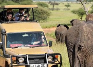 Best Time to Visit Tanzania for a Safari Adventure