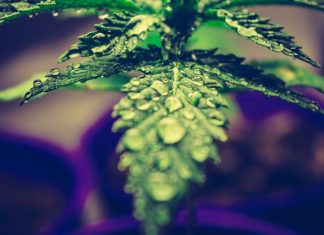 How THCA Flower Enhances Natural Beauty Routines