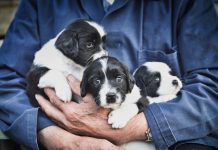 Finding the Right Breeder For Your Next Family Dog
