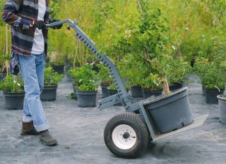 Smart Tree Care Solutions for Urban Landscapes in Boulder, CO