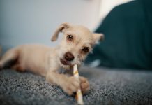 6 Common Questions About Natural Dog Chews Answered