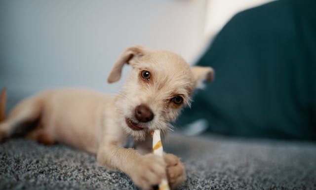 6 Common Questions About Natural Dog Chews Answered