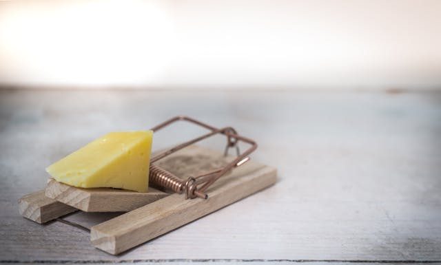 How to Prevent and Handle Common Household Pests